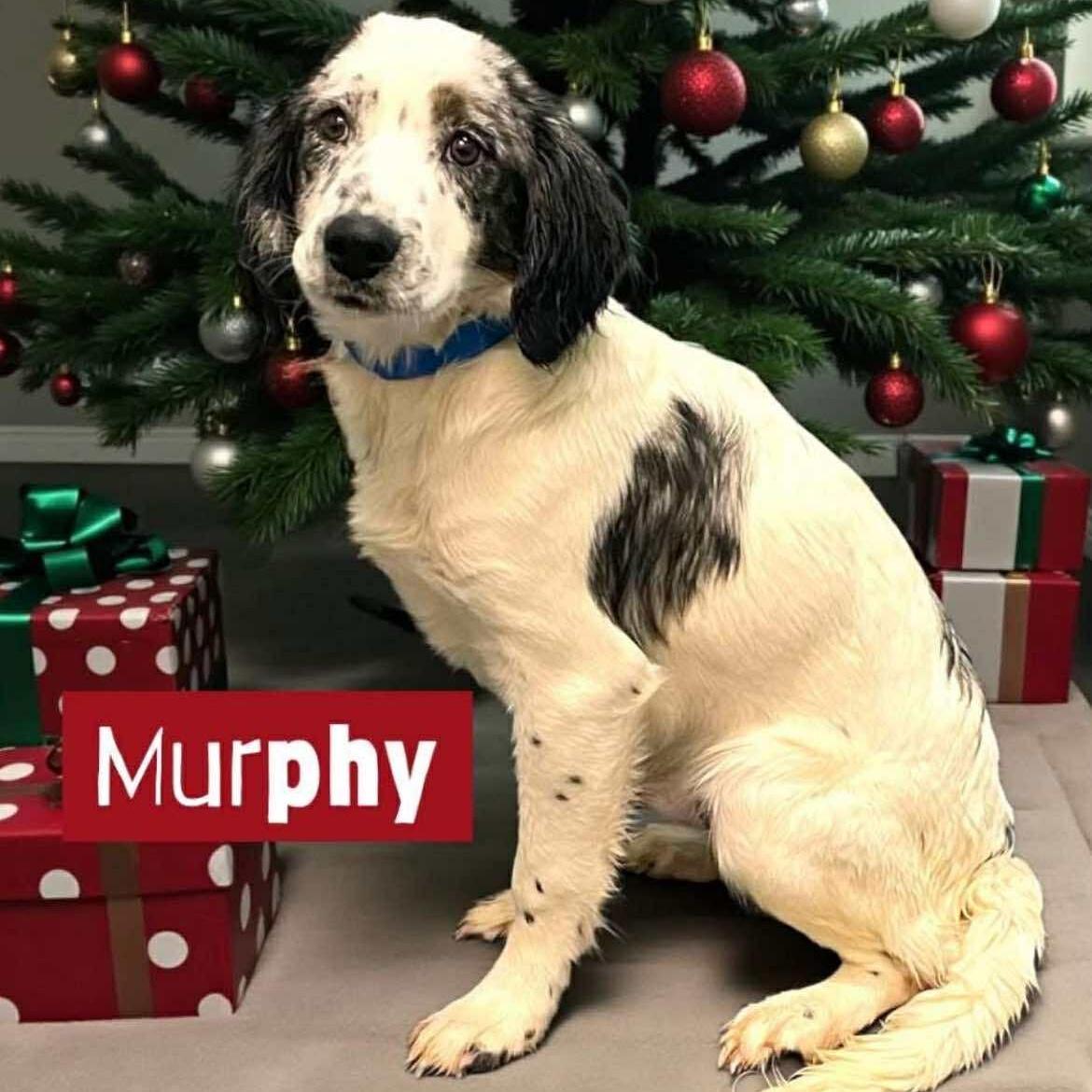 Murphy