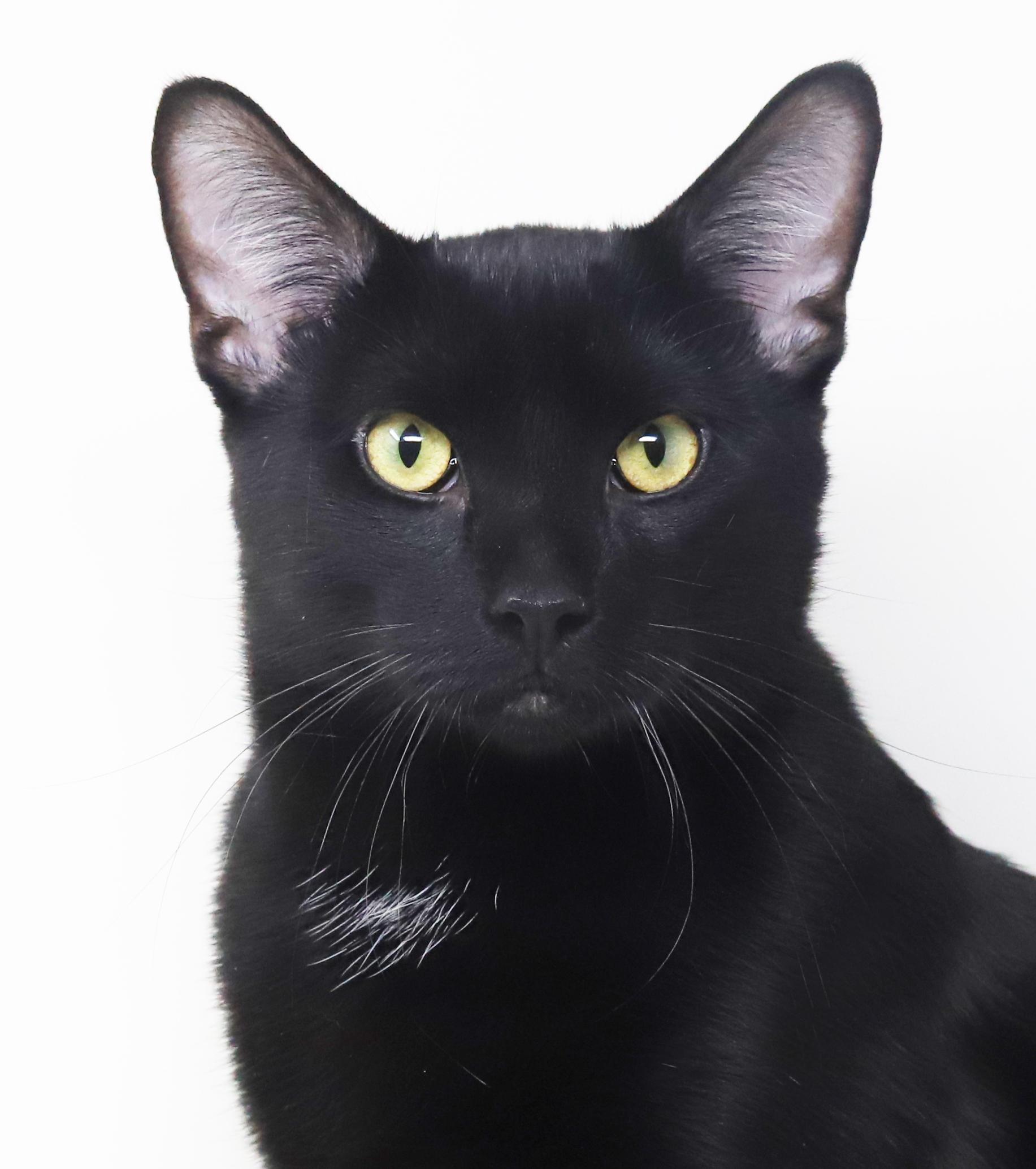 Jeckle Is Nothing Less