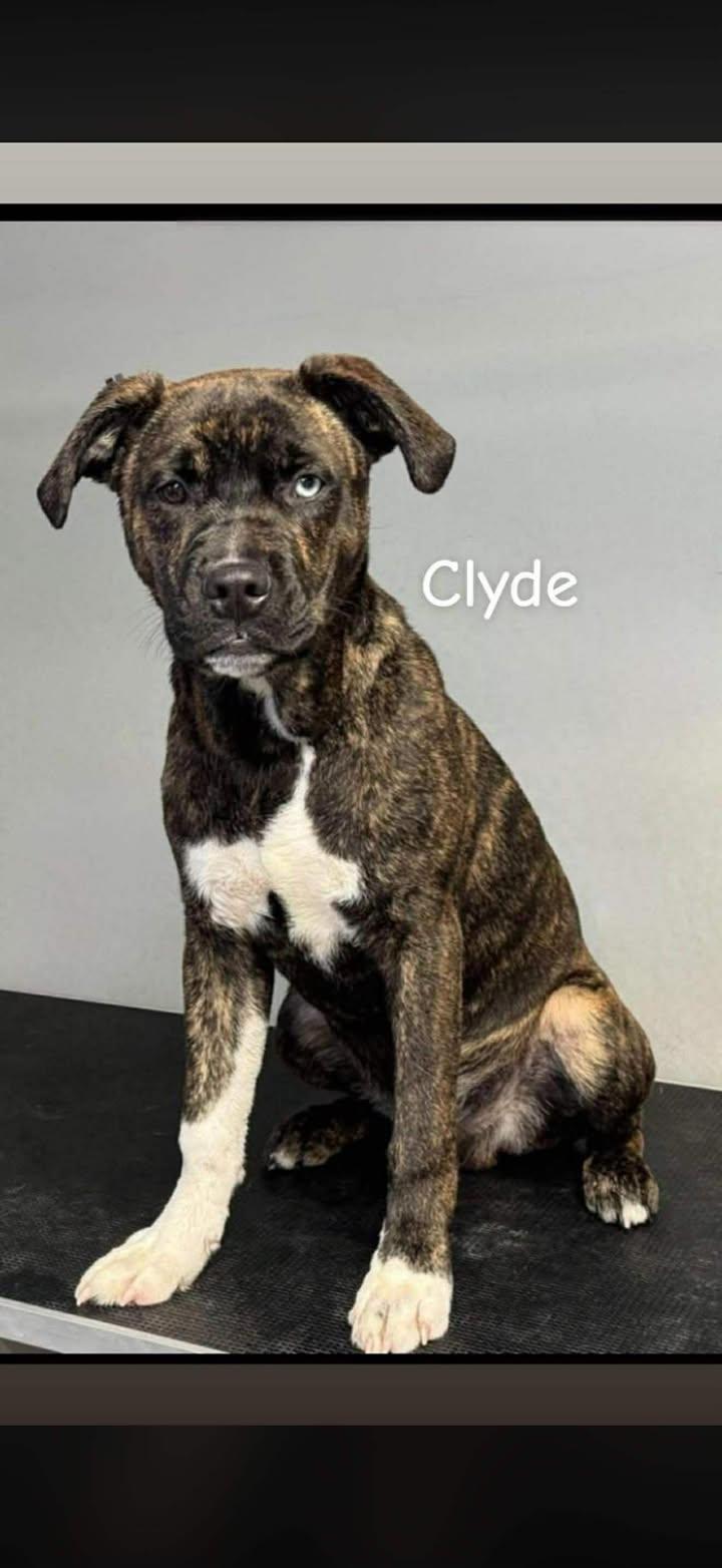 Clyde