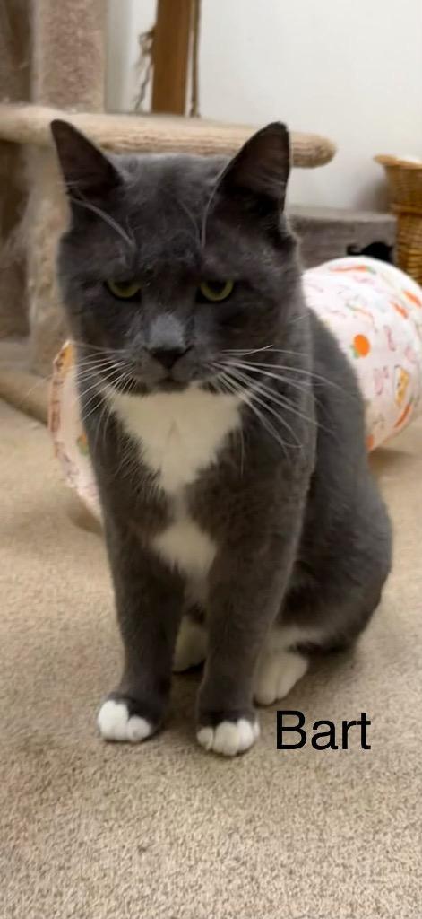 Bart