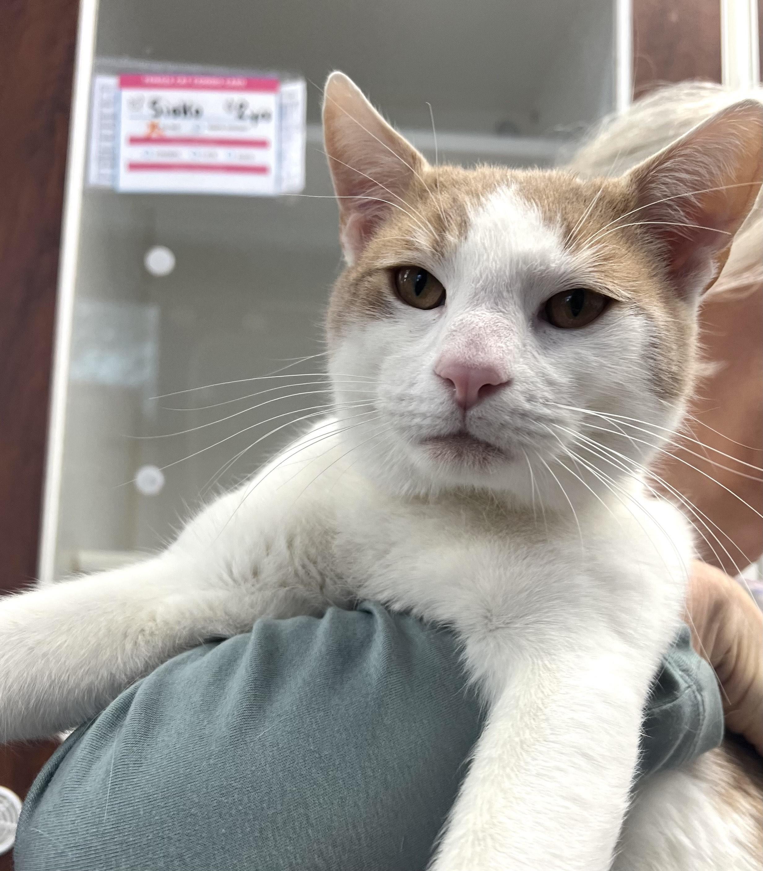 Bubble Buddy photo 1