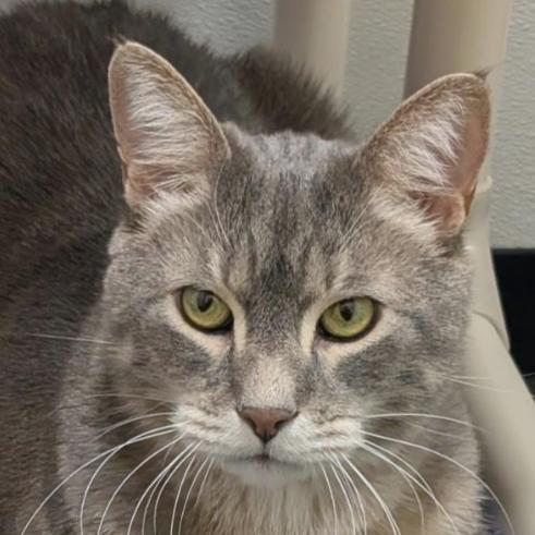 Stray Hold Grayson photo 1