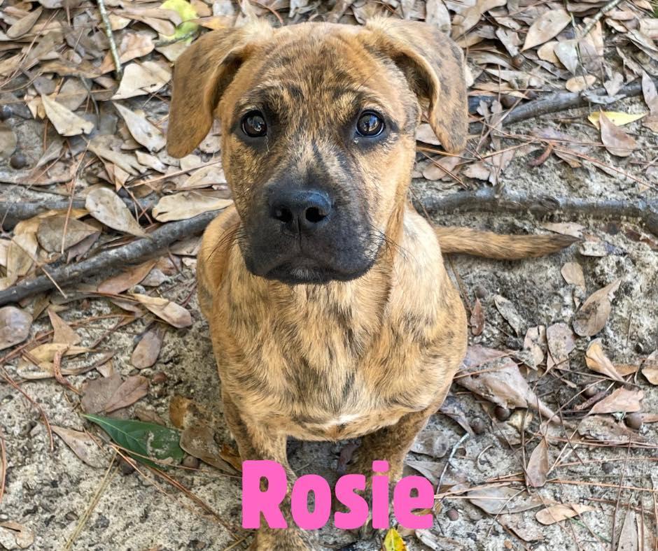 Rosie