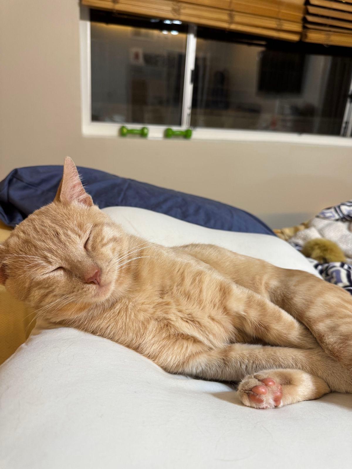 Meet Leo: Handsome American