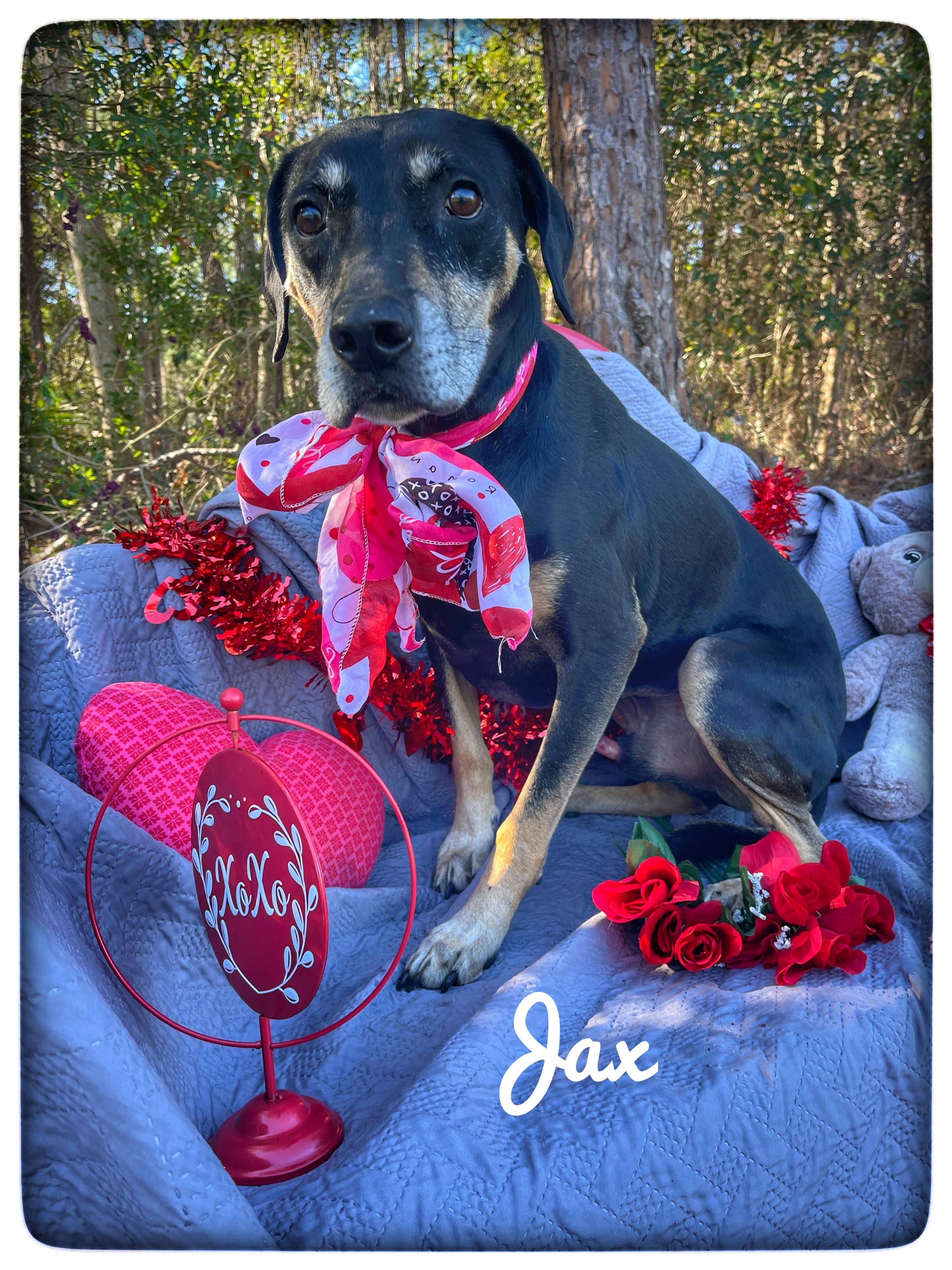 Jax photo 1
