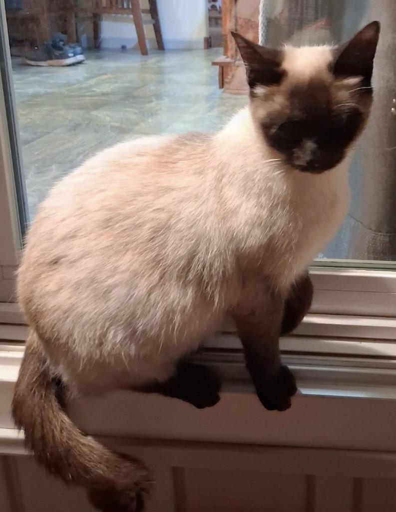 Crab Rangoon photo 1