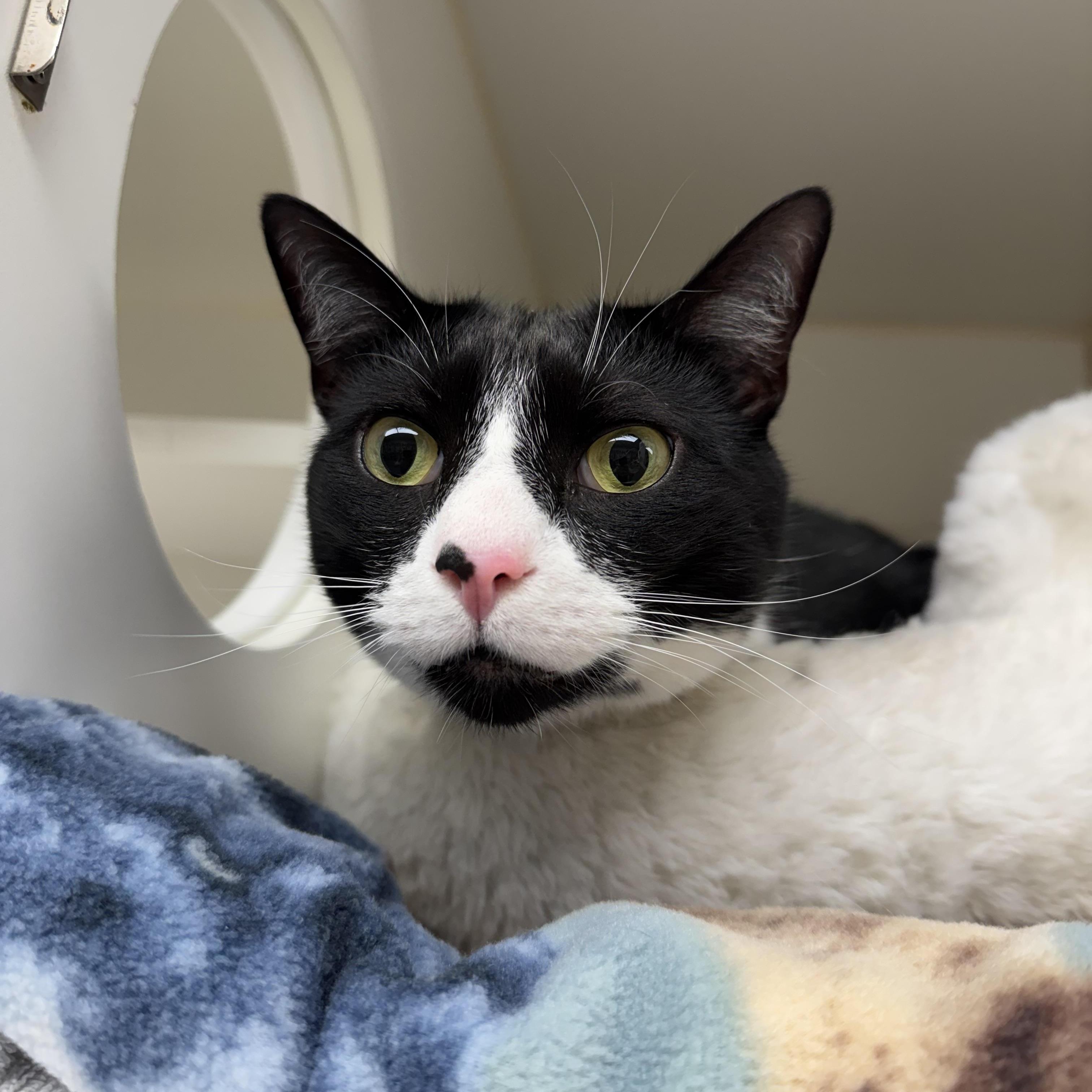 Professor Socks photo 1