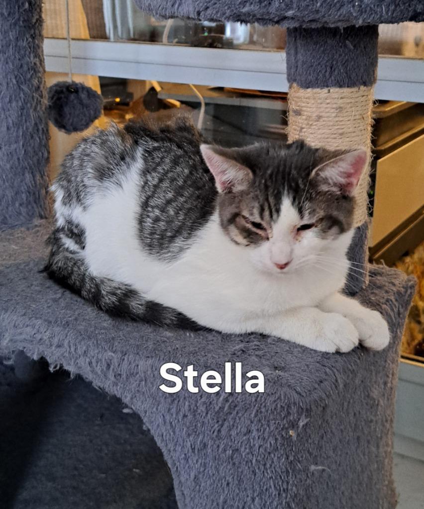 Stella