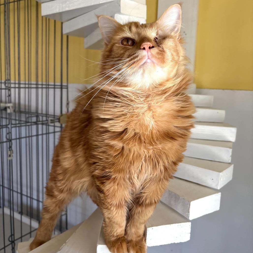 Master Shifu photo 1