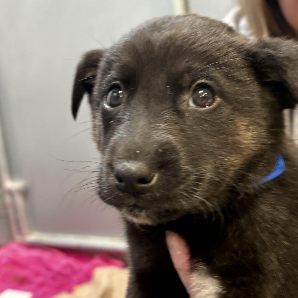 Johnny Utahblue Collar photo 1