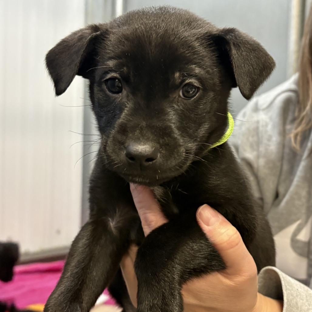 Bunker Green Collar photo 1