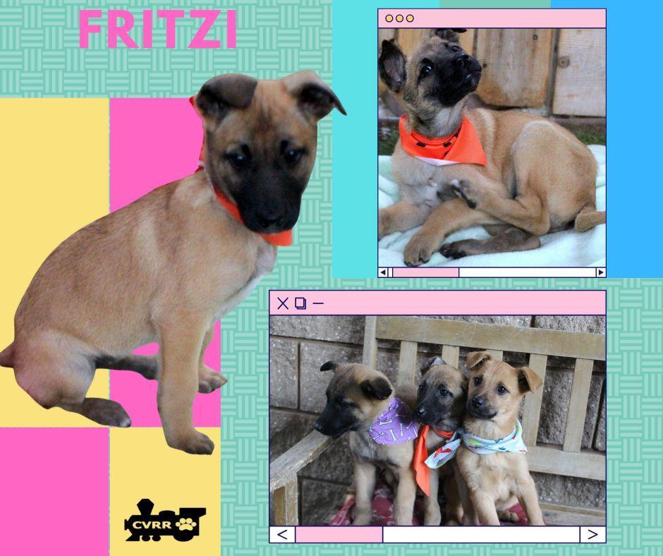 Fritzi photo 1