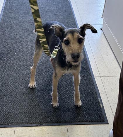 Scruff Mcgruff Stray