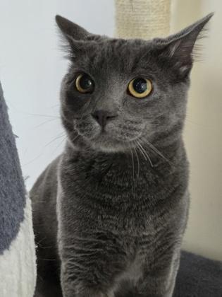 Ben Franklin Aka Pickles