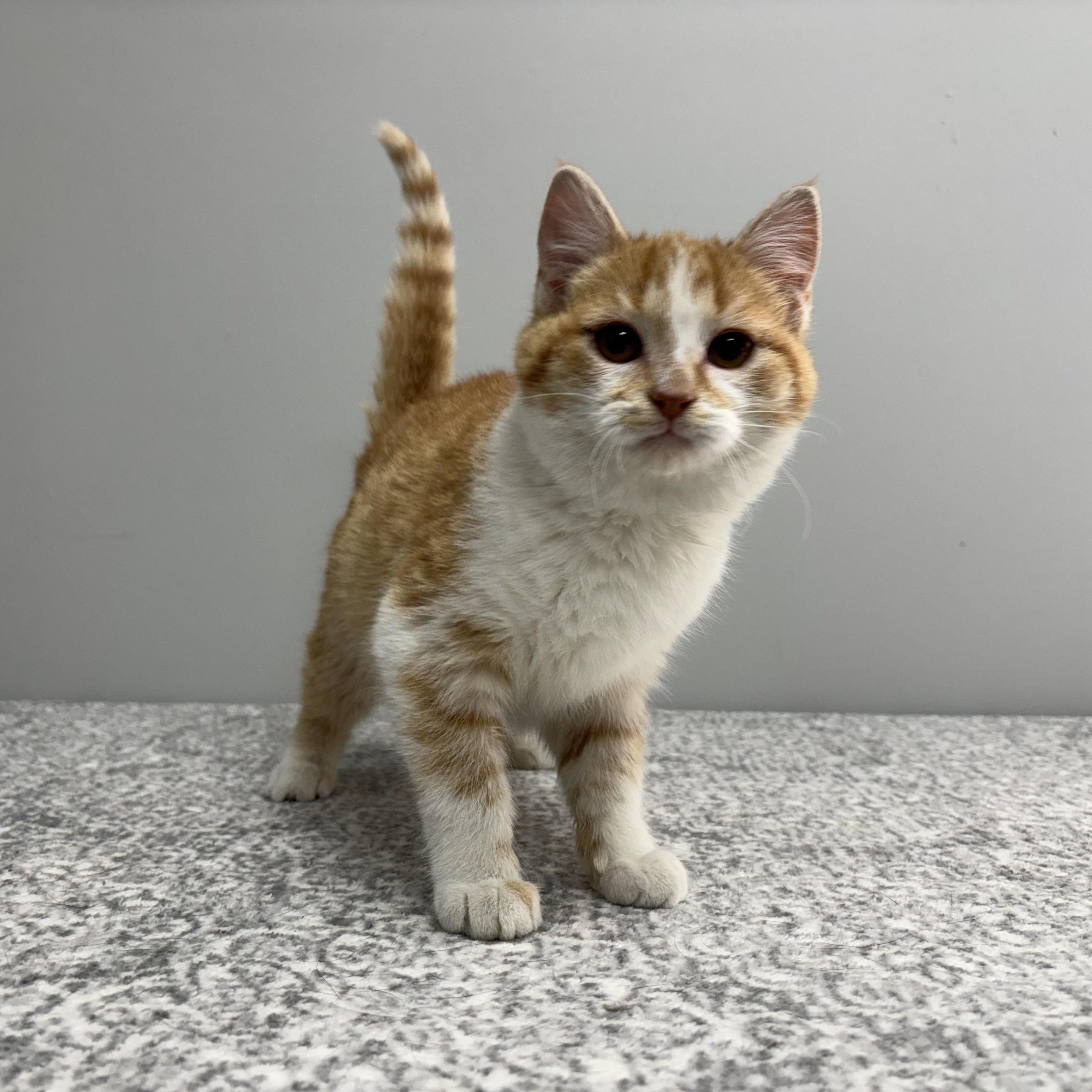 Sergeant Marshmallow