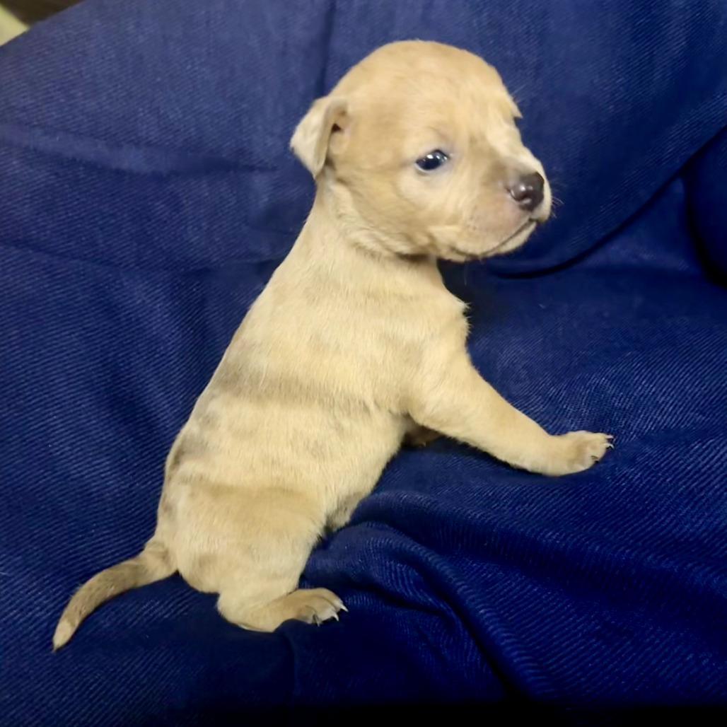 New Years Litter : photo 1