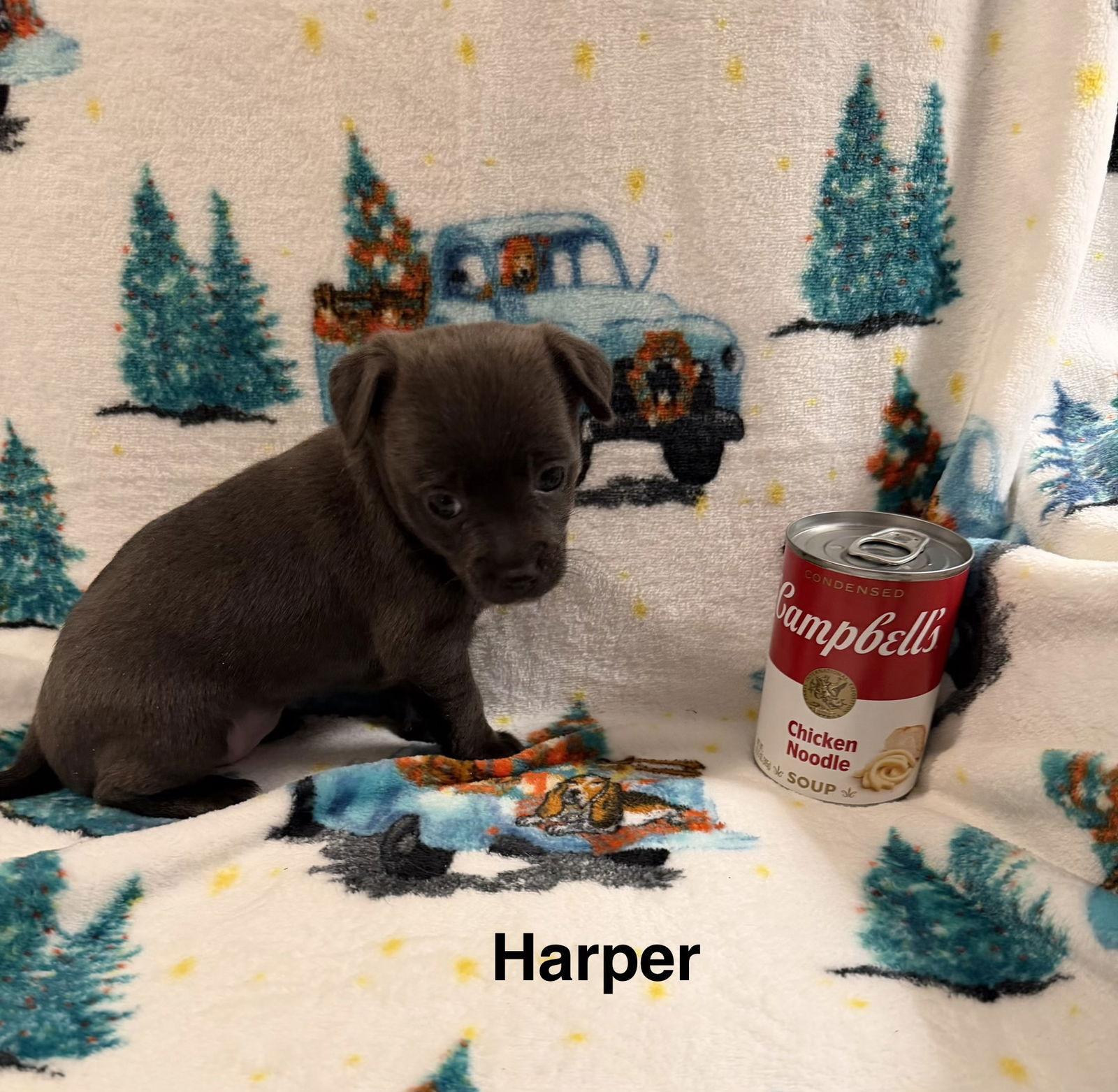 Harper