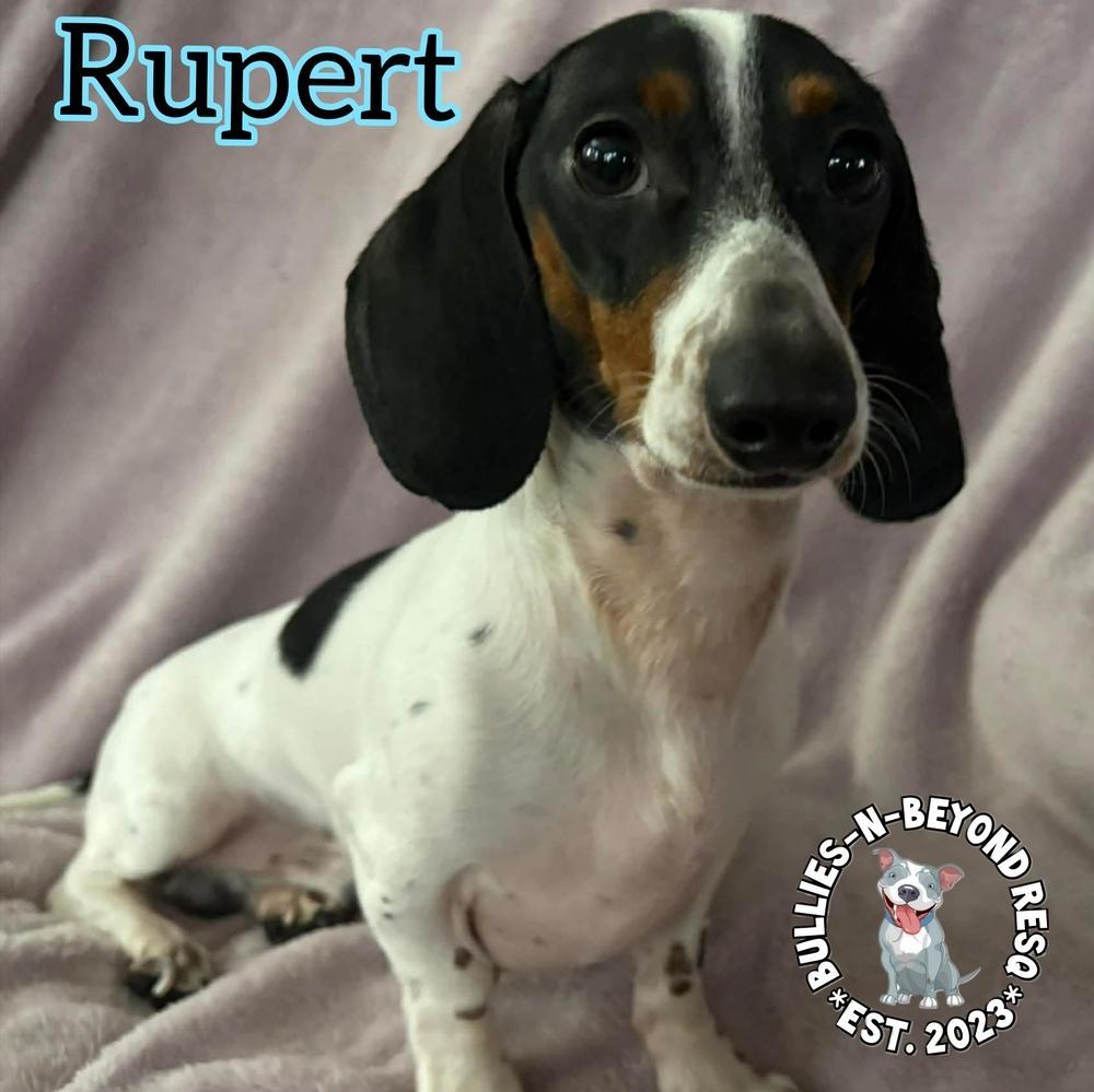 Rupert photo 1