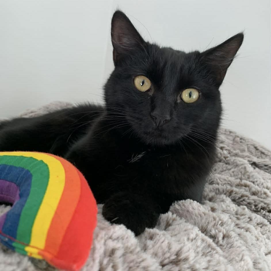 Chip Aka "luna" Heredia