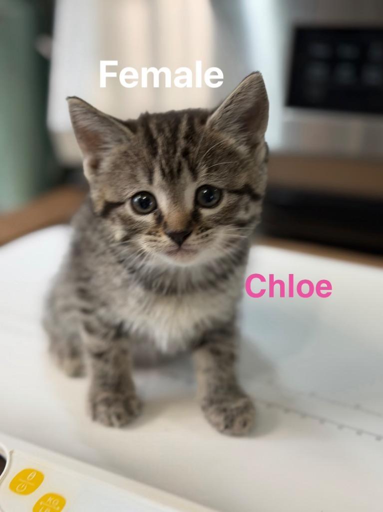 Chloe