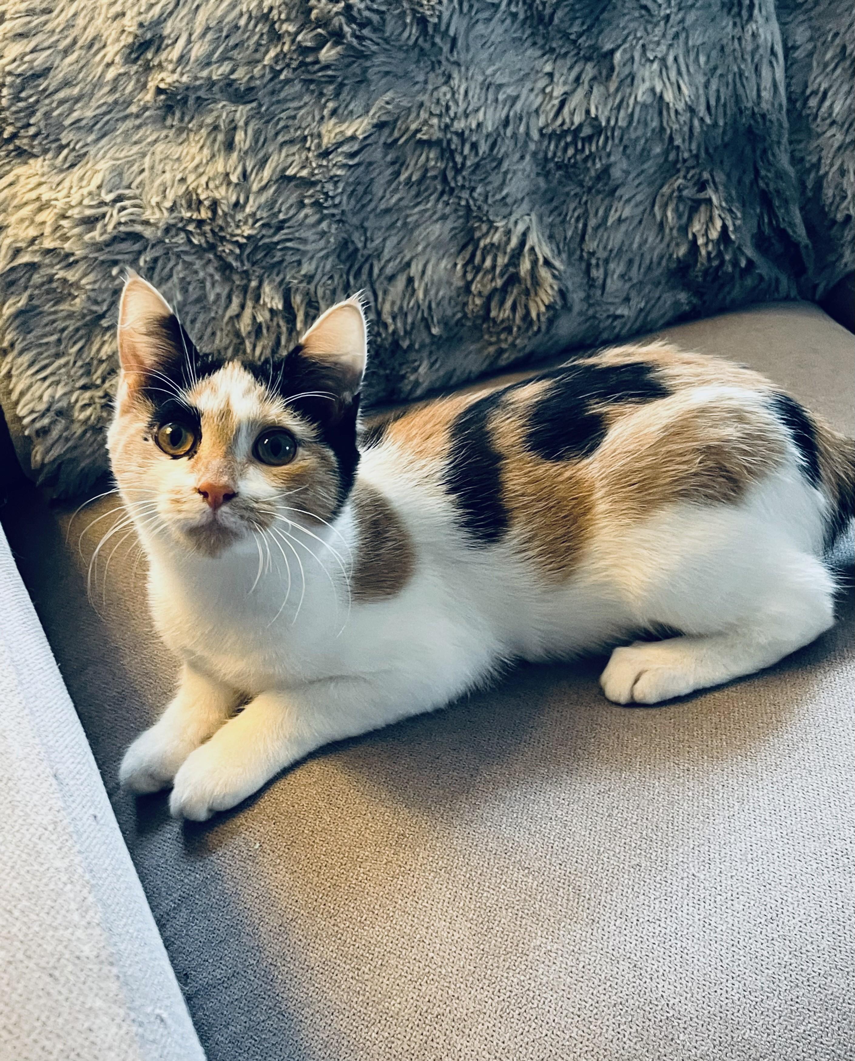 Butterscotch photo 1