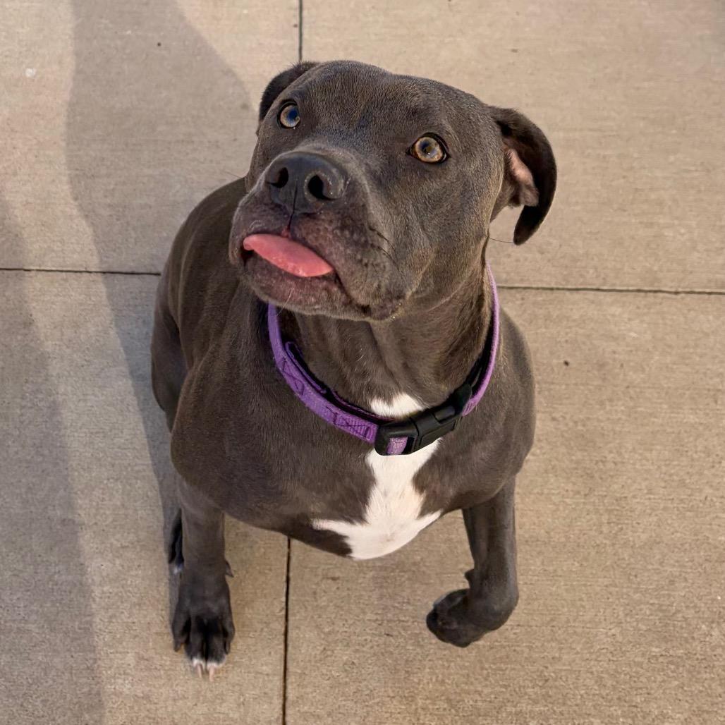 Salem Megatron photo 1