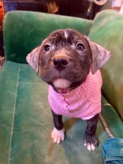 Brooke New England photo 1