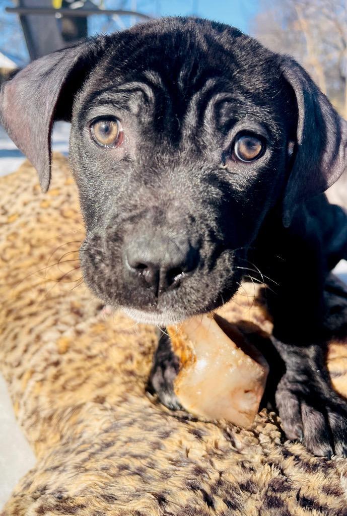 Bunco New England photo 1