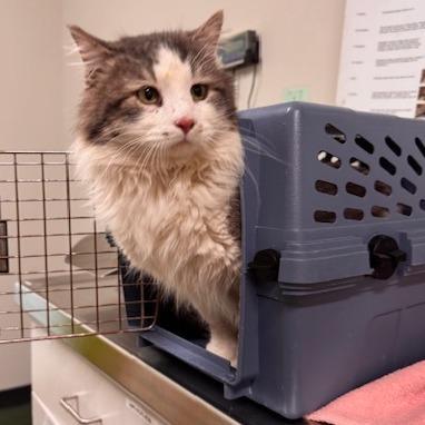 Stray Cat "silly Willy"