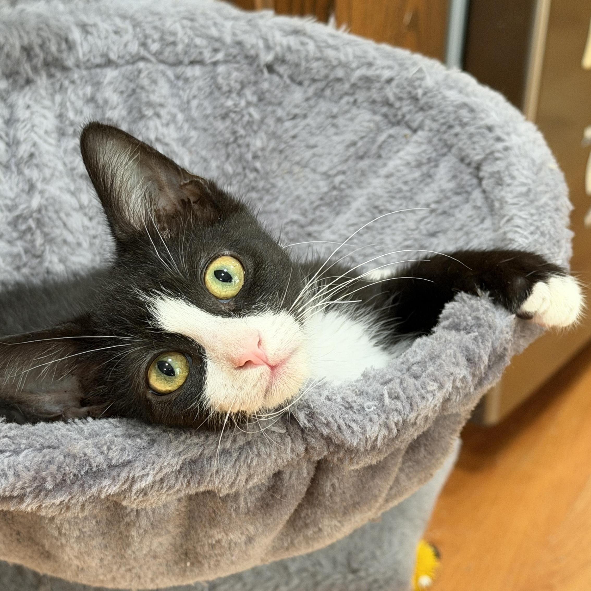 Tiny Tim Cratchit photo 1