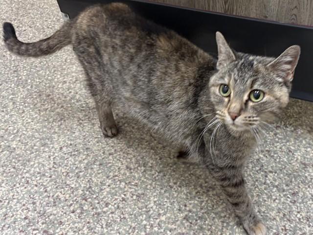 Wandering Taco photo 1