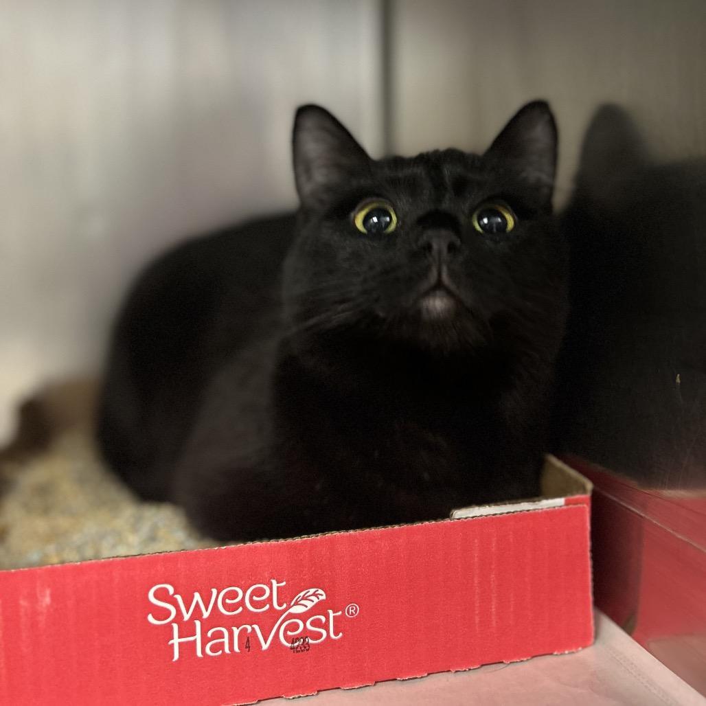 Kiwi Wee Wee photo 1