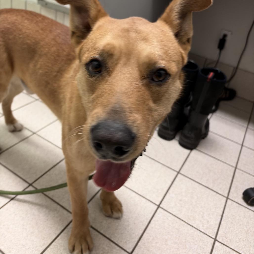 Captain Crunch Aka Scooby