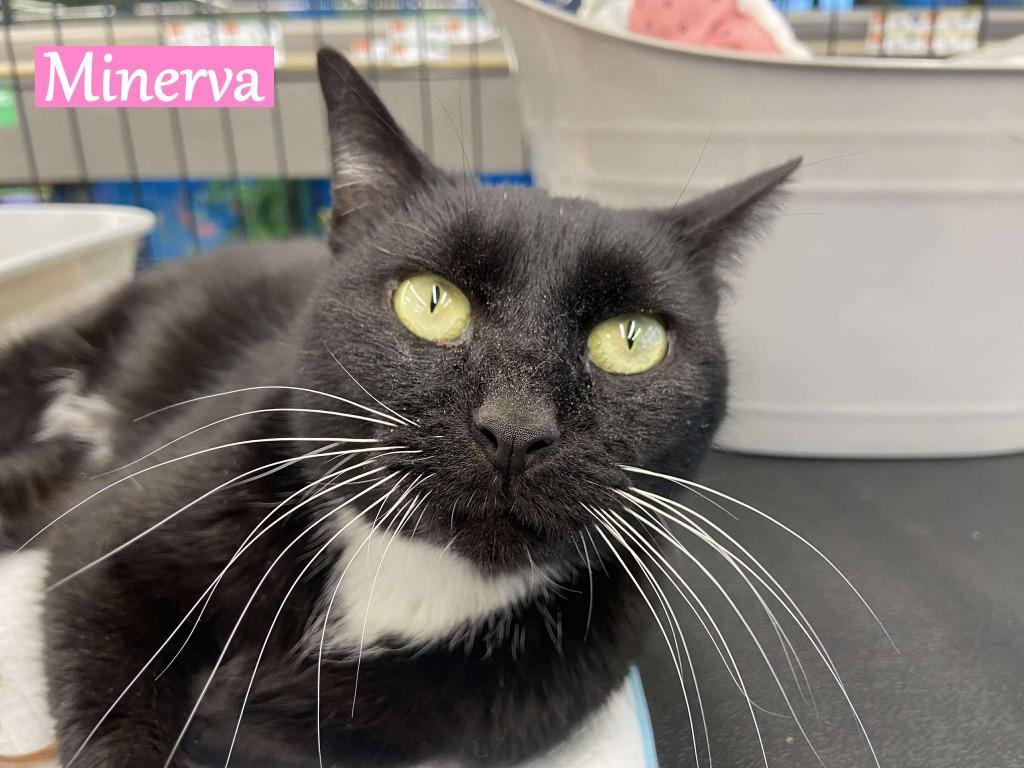 Minerva photo 1