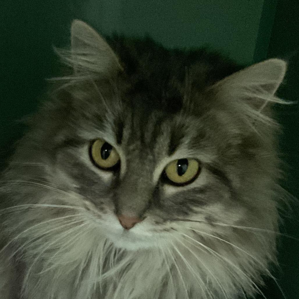 Gracybiscuits photo 1