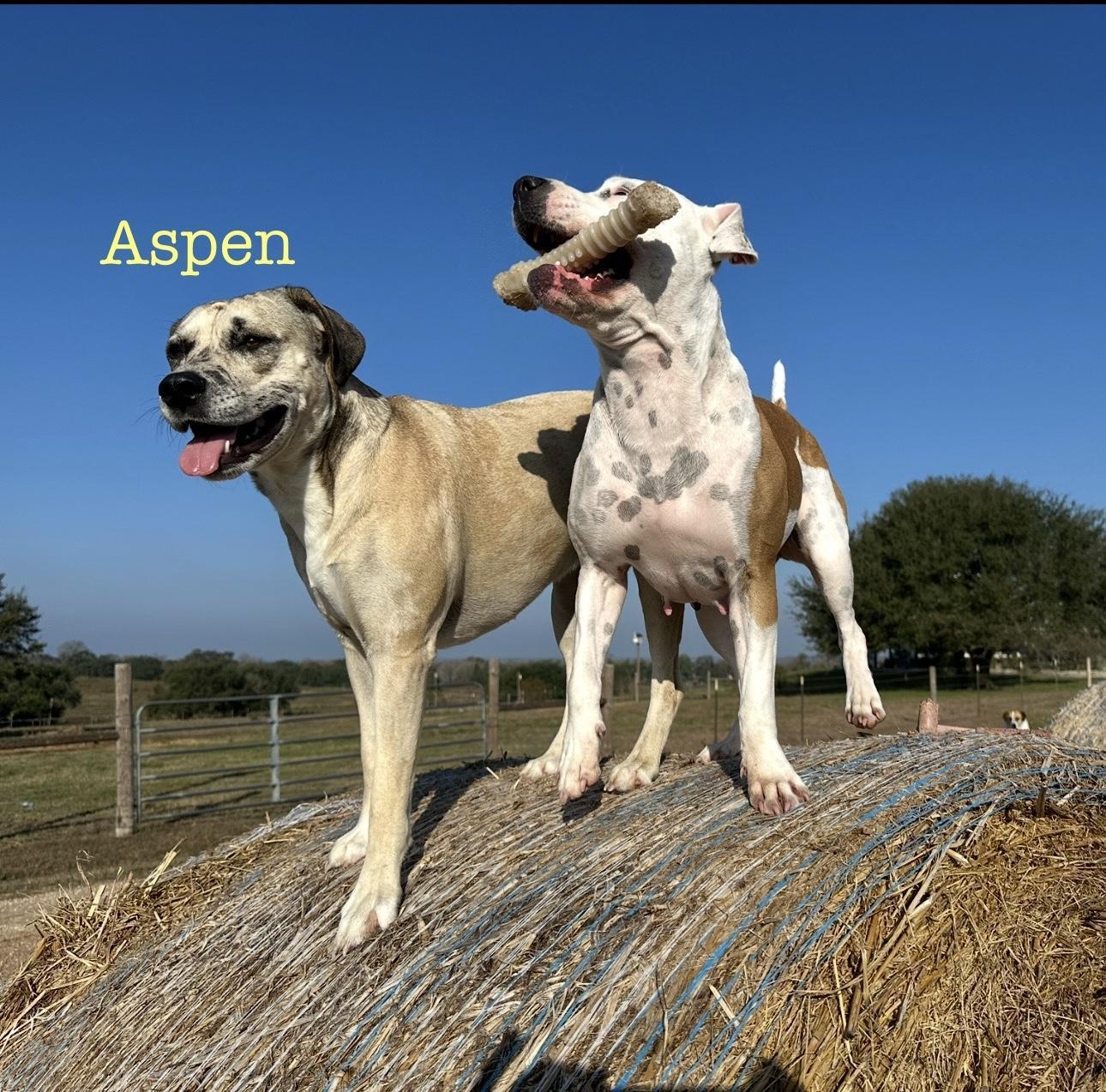 Aspen