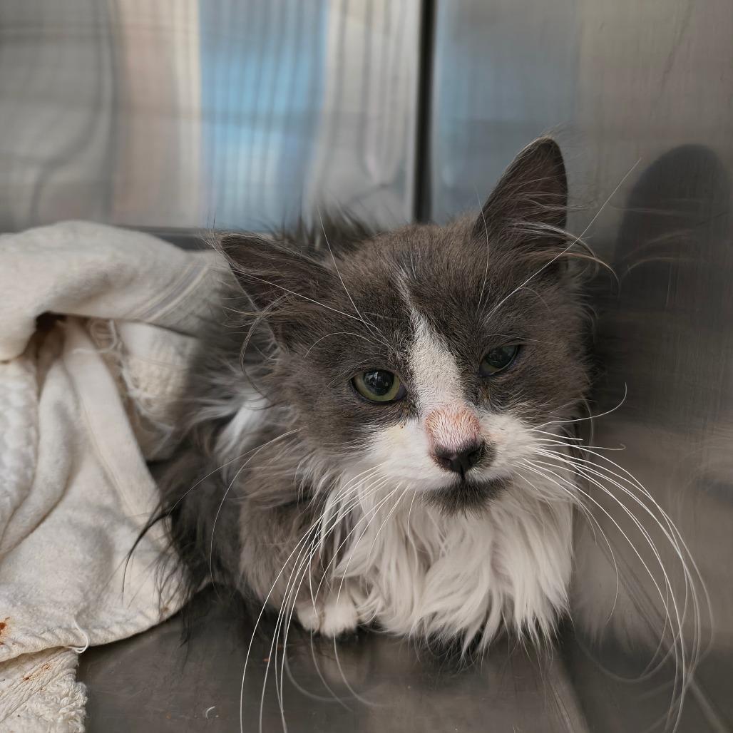 Stray Hold Lalo photo 1