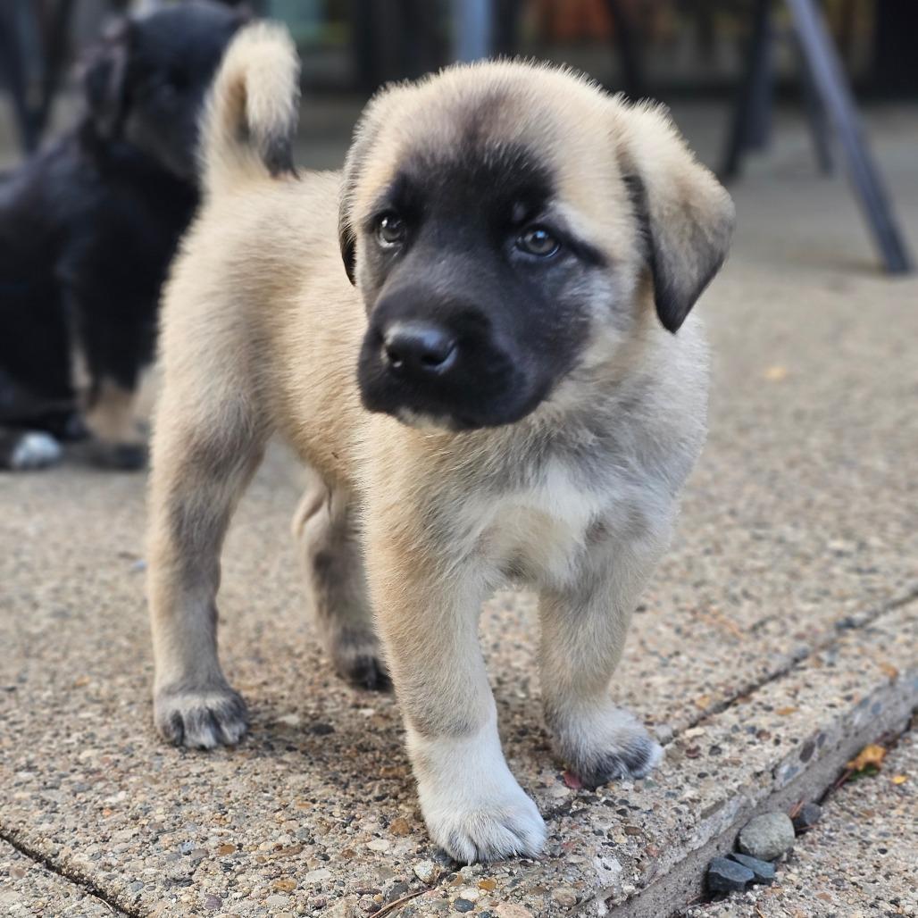 Beau Aka Rocko photo 1