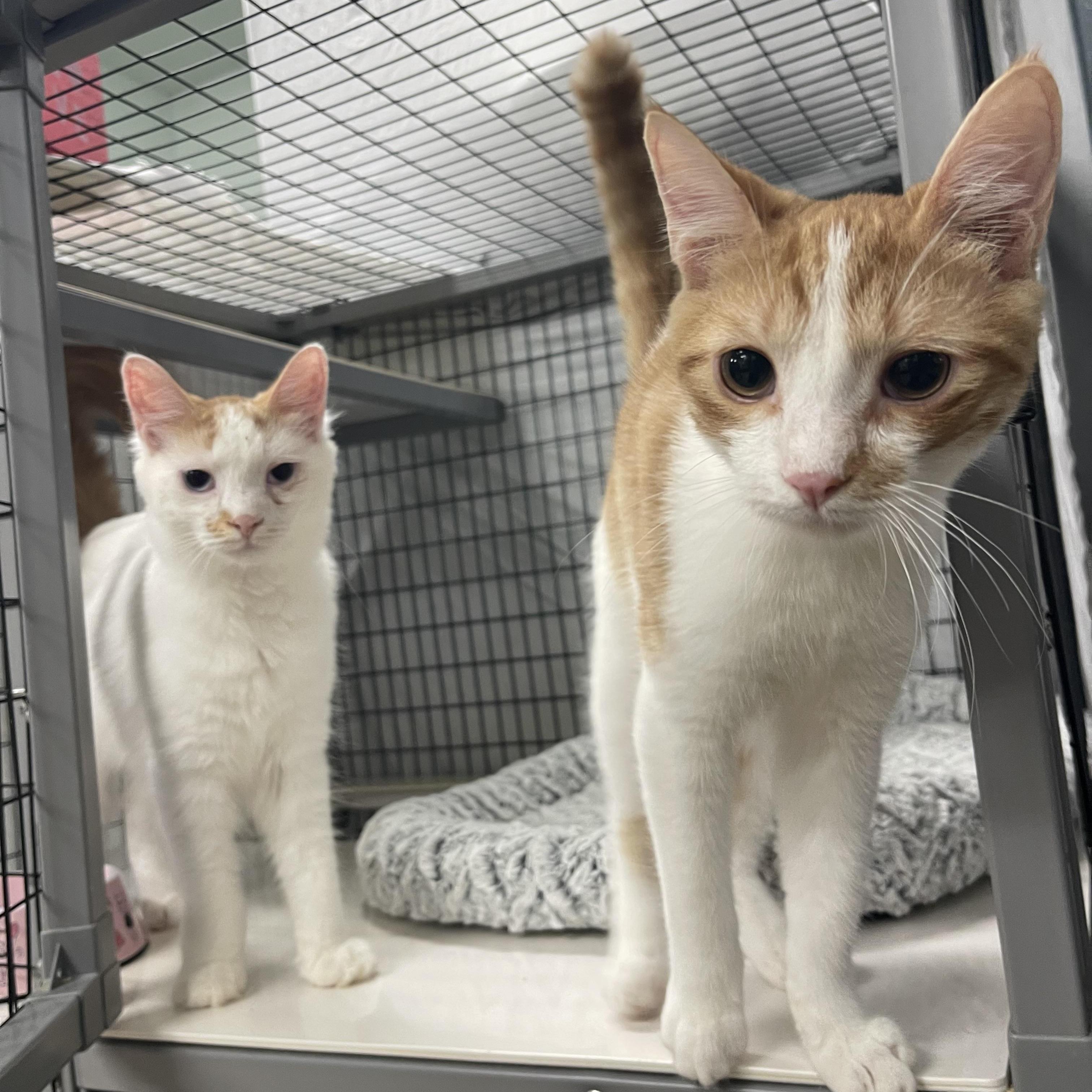 Bogart & Bolton photo 1