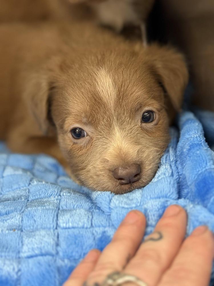 Girl Scout Cookie Crew photo 1