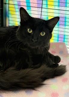 Ebony — A Silky photo 1