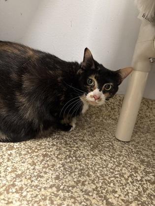 Kailua Monica Laguna photo 1