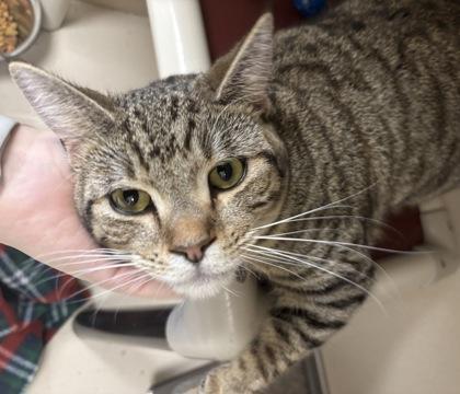 Pelvis Presley I photo 1