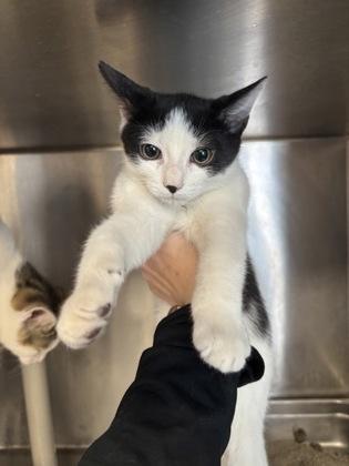 Quarter I Am photo 1