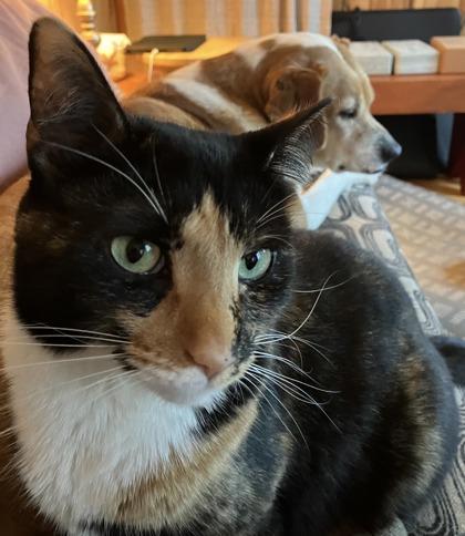 Monica Laguna Kailua photo 1