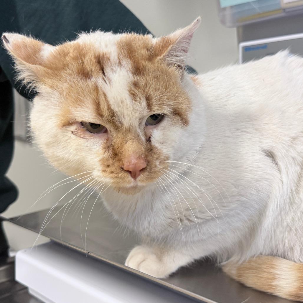 Stray Cat "felix" photo 1