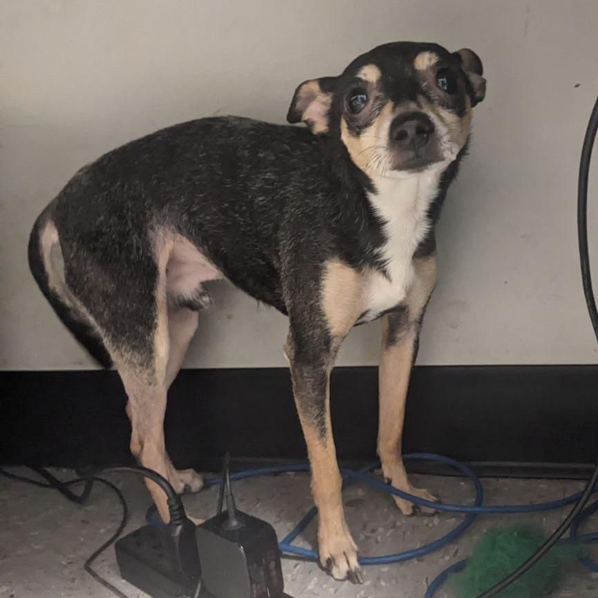 Mister Spaghetti Legs