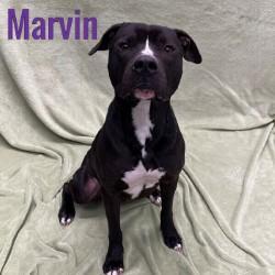 Marvin