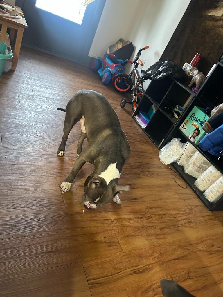 Buggzy Courtesy Listing