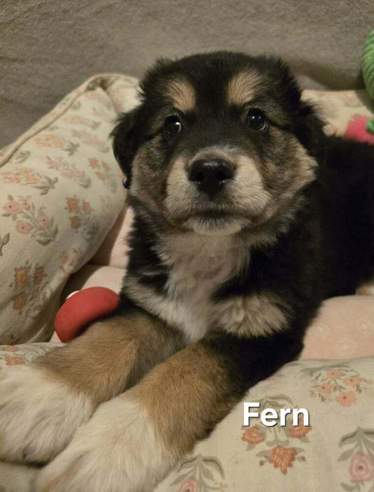 Fern